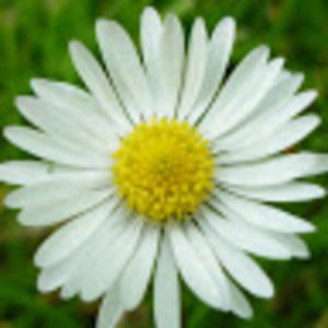 Meet your Posher, Valerie